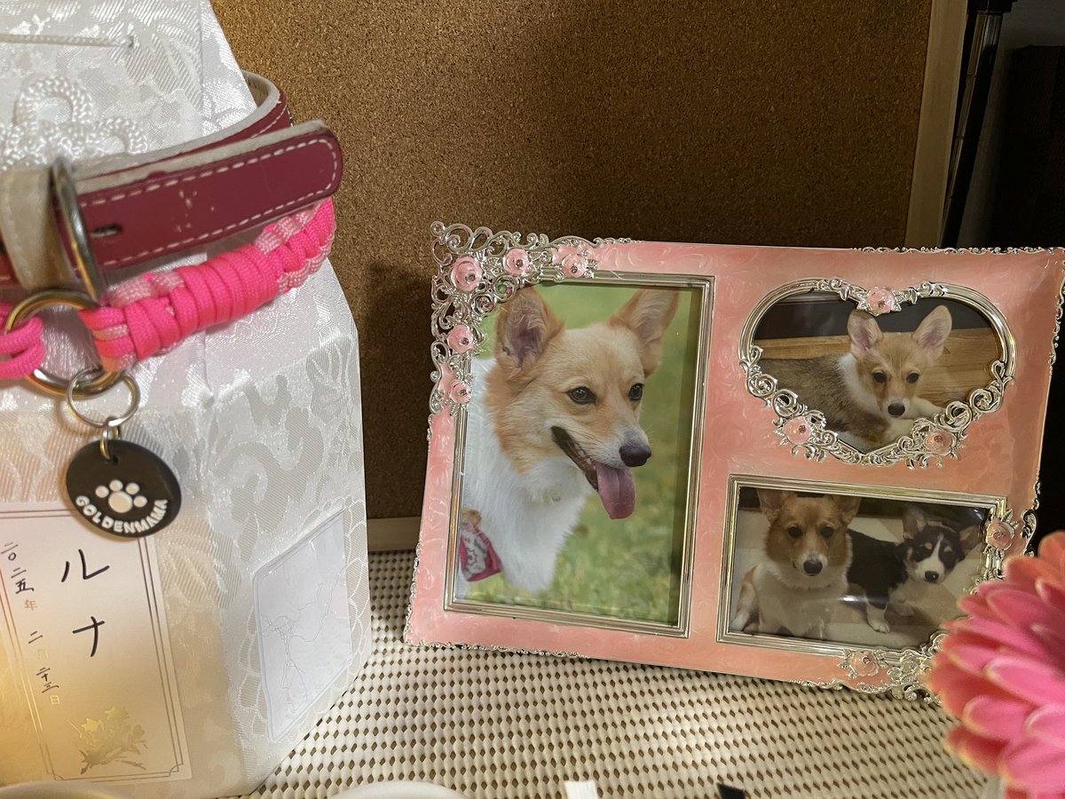 どれにするか迷った写真
でもたくさんあるからコルクボードも買ったのでどんどん貼っていこう😍
写真盾は同じデザインの色違いもあってソル用にも黄色を買ってある💕