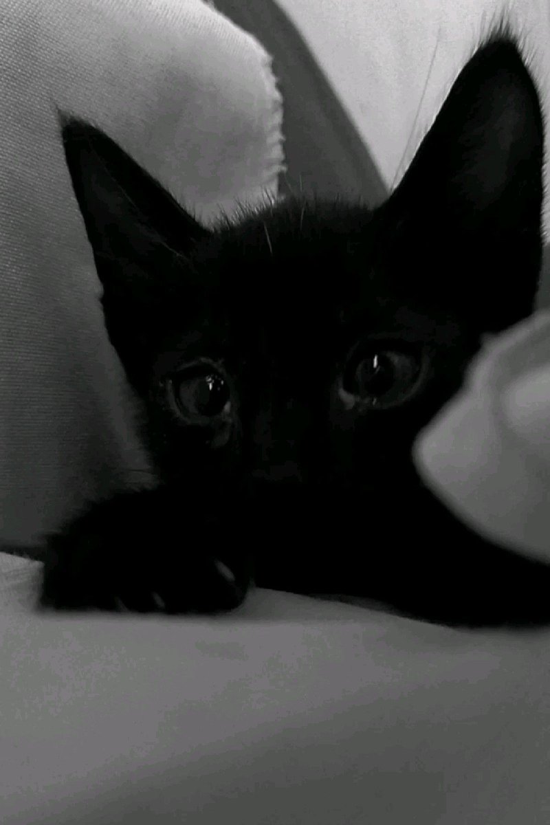 Black cats are not bad luck (@visualscat) on Twitter photo 