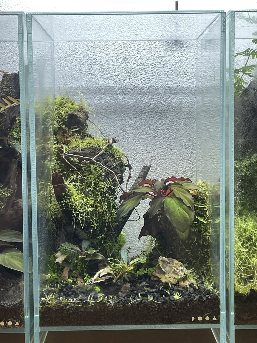 今こんな感じになりました！

ハニービーは相変わらず良い👍

#パルダリウム
#パルダリウム愛好会