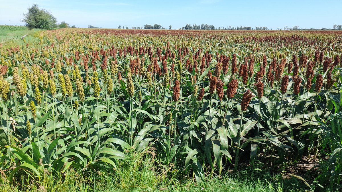 Mariano Martinez tweet media