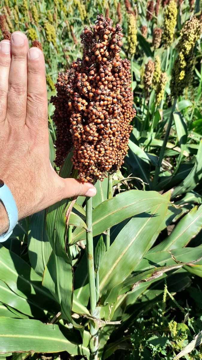 Mariano Martinez tweet media