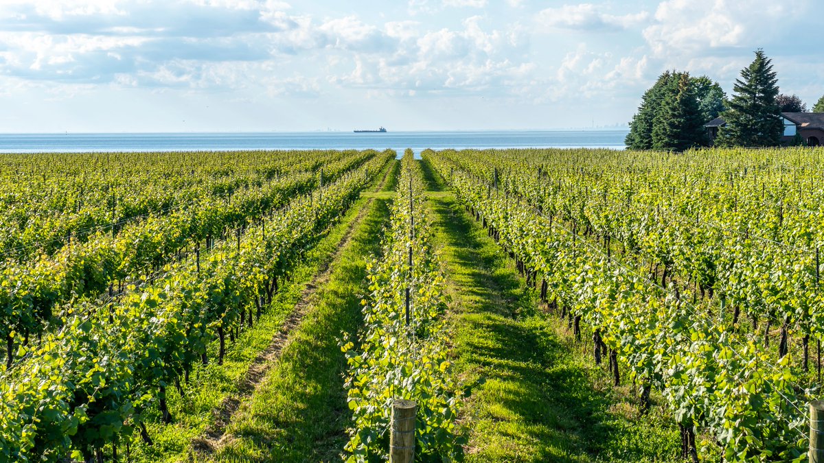 #Canada is home to world-class winemakers! Supporting local has never tasted better with Vineyards across the country such as in #Ontario's Niagara region or the Annapolis Valley of #NovaScotia! What are some of your favorite Canadian ‘Red and White’ bottles? 🍇🇨🇦