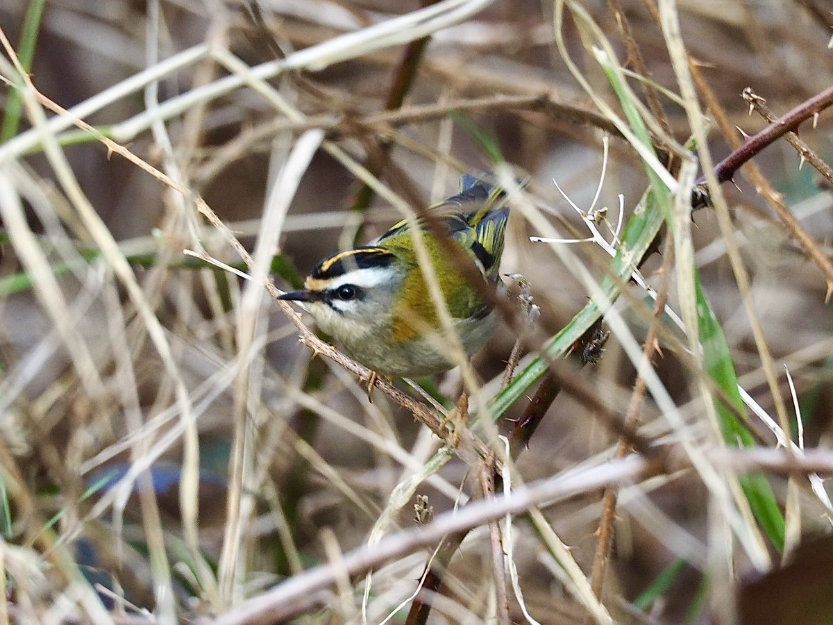 GruiformAbi's tweet image. Lunchtime on Southampton common with one of my favourite UK birds 🔥
