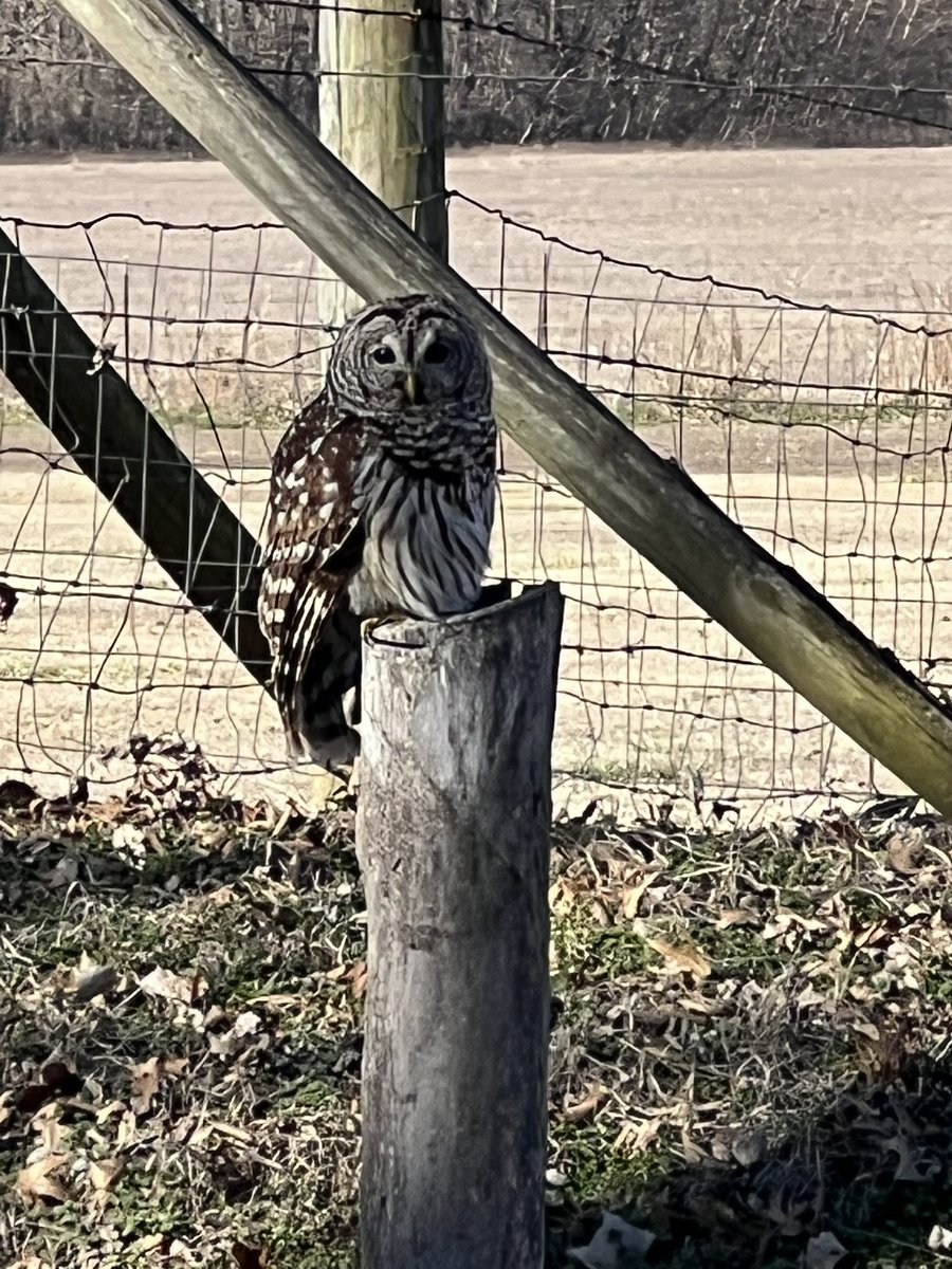 Makes me think of <a href="/DRFRampellini/">Mary Rampellini</a> and Olie 🦉 soaking up the 🌞