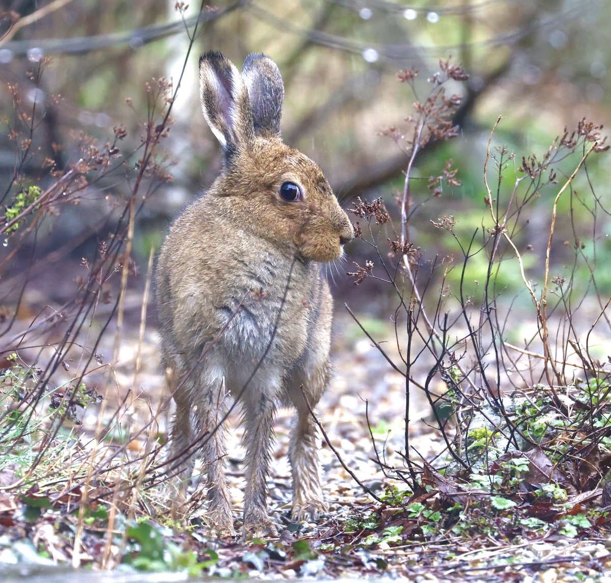 It was all going on in the garden this morning with the young March Hares. Two of them were dashing around in the rain, almost impossible to catch a snap. #IrishHare #BanHareCoursing