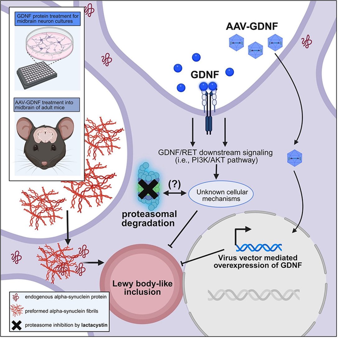 Safak Er (@safak_er_) on Twitter photo GDNF, a neurotrophic factor, reduces protein aggregation pathology in midbrain neurons despite the defective protein degradation.
Final article from my PhD is published, open-access: sciencedirect.com/science/articl…
<a href="/LifeSciHelsinki/">Life Sciences University of Helsinki</a> <a href="/helsinkiuni/">University of Helsinki</a> <a href="/movedisorder/">MDS</a> <a href="/ScienceofPD/">The Science of Parkinson's</a> (1/7) GDNF, a neurotrophic factor, reduces protein aggregation pathology in midbrain neurons despite the defective protein degradation.
Final article from my PhD is published, open-access: sciencedirect.com/science/articl…
<a href="/LifeSciHelsinki/">Life Sciences University of Helsinki</a> <a href="/helsinkiuni/">University of Helsinki</a> <a href="/movedisorder/">MDS</a> <a href="/ScienceofPD/">The Science of Parkinson's</a> (1/7)