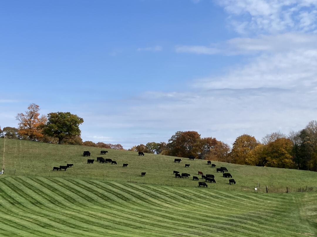 Addy_arjunaidi3's tweet image. The morning air in New Braunfels is really something, and for breakfast, there&apos;s a cheesy baked dip with French toast sticks, roasted Brussels sprouts with a little bacon, and it&apos;s all so delicious #Friday #Farm #Breakfast #NewBraunfels #Countryside #Vibes #sunshine