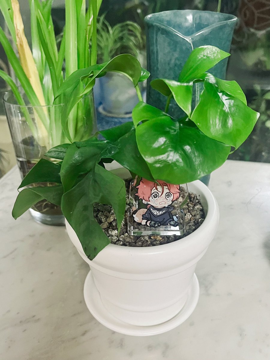 생선으로 모 필요하냐는 칭긔말에 내가 직접사면 혼날거 같으니 라피도포라 선물로 받고싶다..고 해서 오늘 받았다. 라피도포라 종류가 너무 많아... 몬지 모르겠지만 걍 이걸로 받음. 넘 이쁜 애가 왔당! 
재희라고 부르려다가 넘.. 직접적인(?) 이름인가 싶어서 오동이라고 부르기로 결심했다🍊🌺