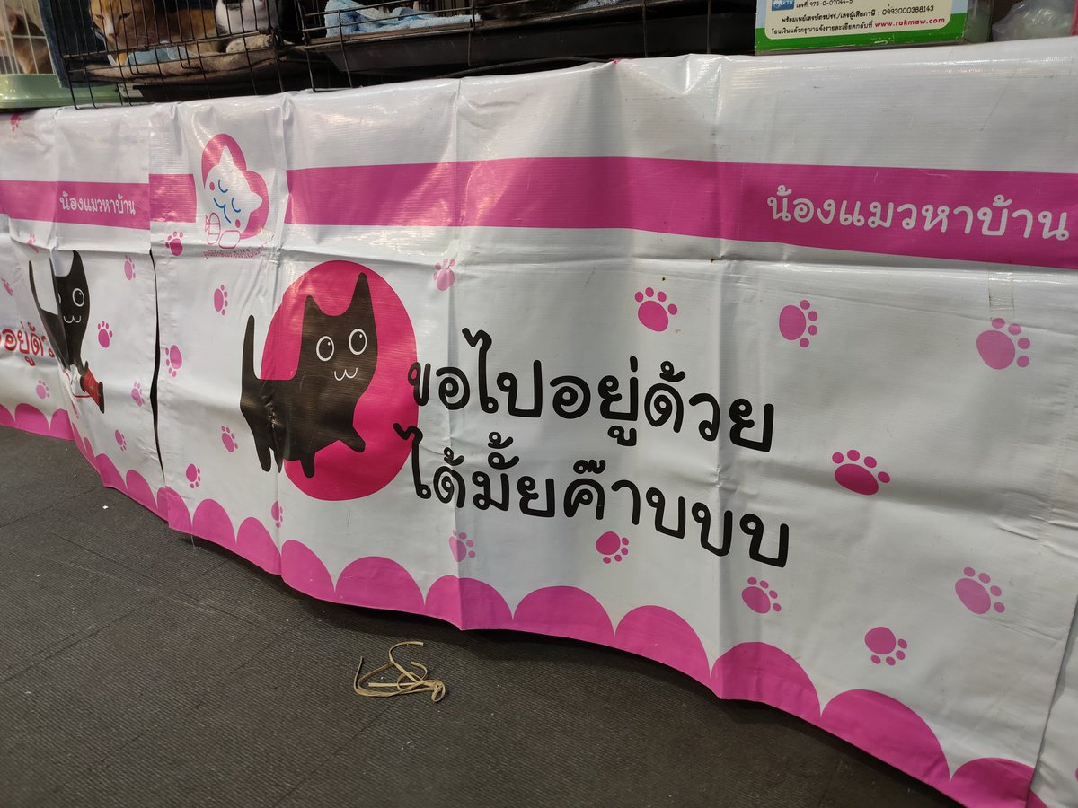 วันนี้ไปงาน #ThailandCatShow2025  ที่เซ็นทรัลลาดพร้าวมา เลยจะมาขอฝากเด็กๆ หาบ้านไว้หน่อยนะคะ เผื่อจะเข้าตาใคร รีบไปดูตัวน้องได้ งานมีถึงวันอาทิตย์น้าาา 
#pramy #แมวจรหาบ้าน #แมวหาบ้าน