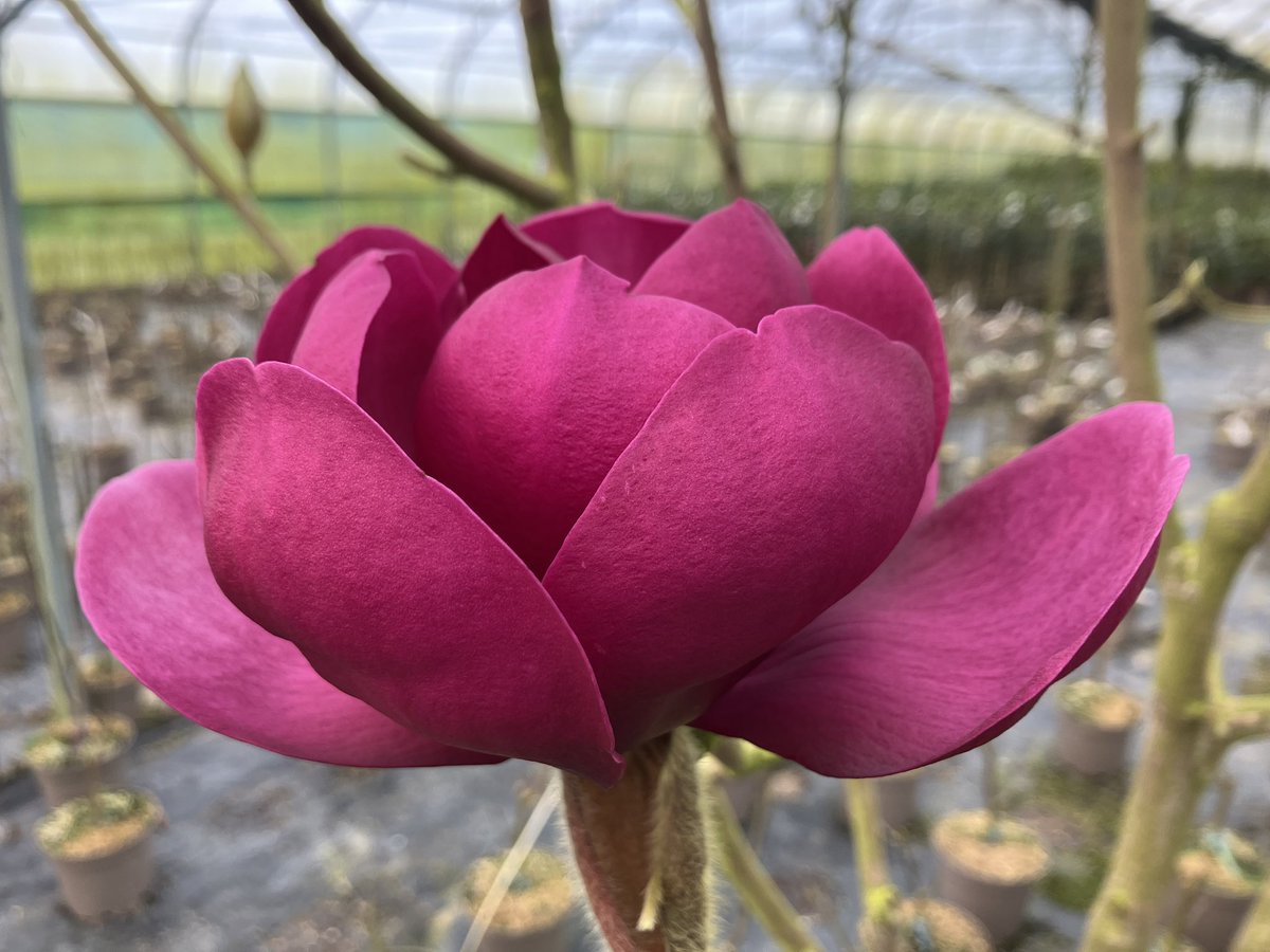 stervinoupep's tweet photo. La sélection du jour en #magnolia https://t.co/h2PXKI03pR