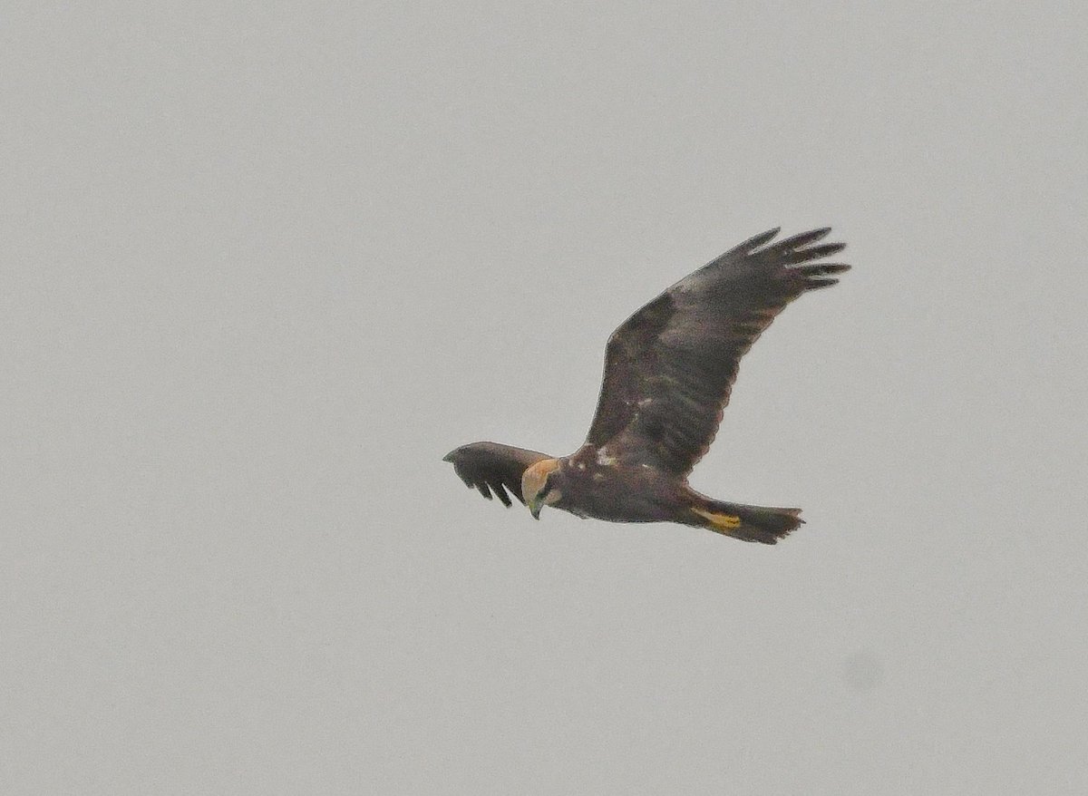 Keith Davison (@badgeman49) on Twitter photo A few from this week, Teesside and Teesdale <a href="/teesbirds1/">teesbirds</a> <a href="/DurhamBirdClub/">Durham Bird Club</a> <a href="/Natures_Voice/">RSPB</a> <a href="/bbcwildlifemag/">BBCWildlifeMagazine</a> <a href="/BBCSpringwatch/">BBC Springwatch</a> A few from this week, Teesside and Teesdale <a href="/teesbirds1/">teesbirds</a> <a href="/DurhamBirdClub/">Durham Bird Club</a> <a href="/Natures_Voice/">RSPB</a> <a href="/bbcwildlifemag/">BBCWildlifeMagazine</a> <a href="/BBCSpringwatch/">BBC Springwatch</a>