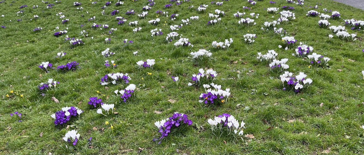 Orangefield parkrun tweet media