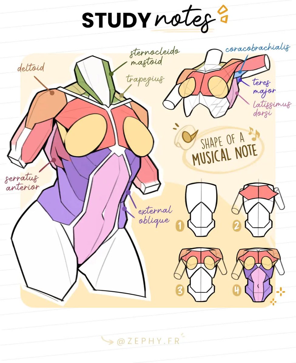 XPPEN's tweet image. Your simplified anatomy dose for the day 💉✨ Study tips via zephy.fr
#xppen #xppentutorial #drawingtutorial #digitalart