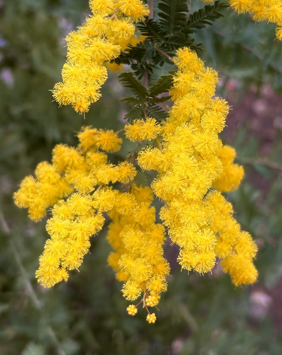 Tantan8325's tweet image. - Mar. 8 is Int’l Women’s Day -
e.g. In 🇮🇹, there is a custom where men give mimosas to women 🟡
The mimosa flower gently takes us to a place of kindness.
I feel like a healer of the natural world.
〜 Sensitivity 〜 Mimosa
