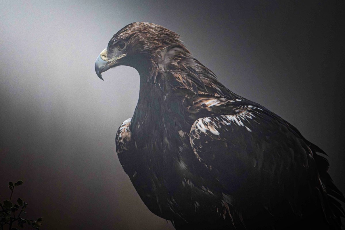 Ruben_de_Torres's tweet photo. La majestuosa Imperial
#aguilaimperial #NatureBeauty #NaturePhotography #bird #birdin #wildlife #wildlifephotography https://t.co/g4WNztpaa6