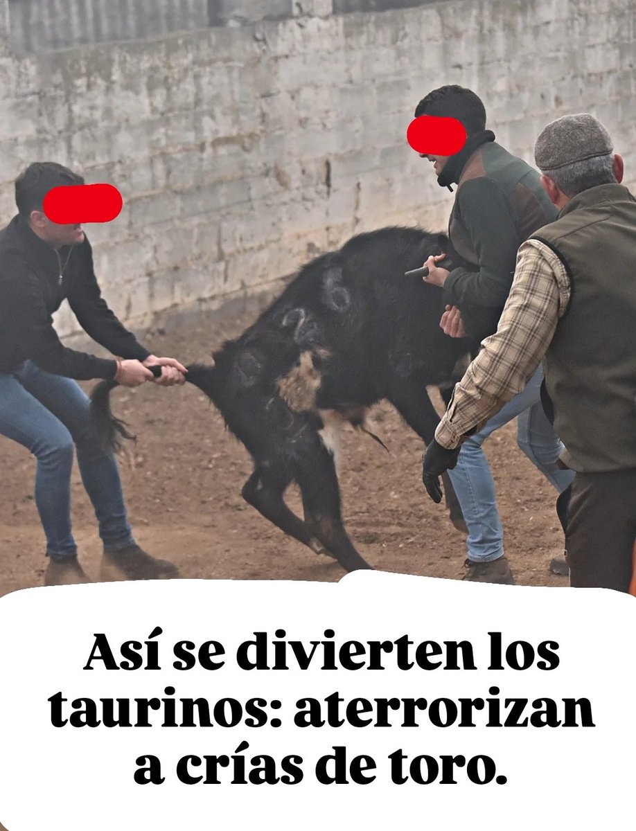Diversión de anormales, eso es la tauromaquia.