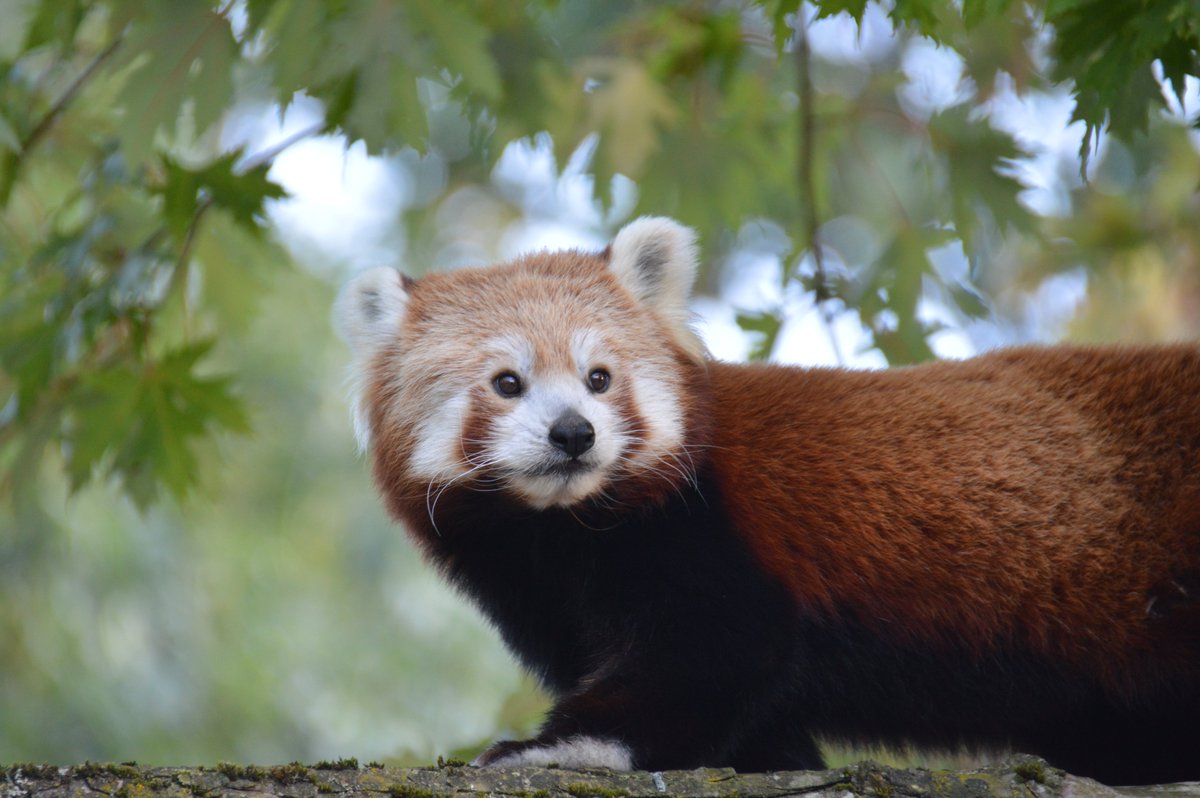 tanigakis's tweet photo. red pandas photographed by me :3 https://t.co/61eLjSWgJu