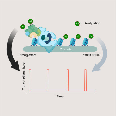 Identification of molecular determinants of gene-specific bursting patterns by high-throughput imaging screens dlvr.it/TJNjwL