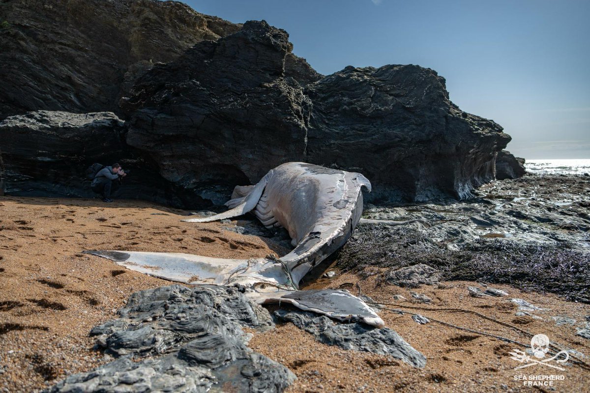 SeaShepherdFran's tweet photo. Une baleine à bosse d’environ 8m, enchevêtrée dans un engin de pêche, s’est échouée dans la matinée du 06 Mars 2025 à Saint Hilaire-de-Riez en Vendée. 

La baleine était dans un état de décomposition déjà avancé mais les causes de la mort sont probablement liées à une capture dans un engin de pêche. Un cordage était enroulé autour de sa queue. Ce cordage était probablement relié à un casier servant à pêcher les crustacés. 

Nos équipes en patrouille sur les plages depuis janvier dans le cadre de l’Opération Dolphin Bycatch (captures de dauphins) se sont rendues sur zone hier et ont pu rapporter ces images. 

L’observatoire Pelagis s’est rendu sur place et le cadavre de l’animal doit être évacué aujourd’hui. 

Pour rappel, les captures dans les engins de pêche tuent des centaines de milliers de mammifères marins chaque année et constituent aujourd’hui la plus grande cause de mortalité et première menace pour leur survie (auxquelles s’ajoutent évidemment toutes les autres : collisions, pollution chimique, sonore, plastique…) 

#seashepherdfrance 
#Iftheoceandieswedie
#Operationdolphinbycatch