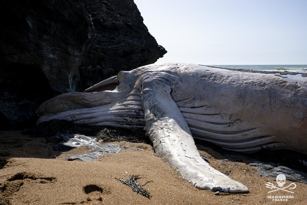 Une baleine à bosse d’environ 8m, enchevêtrée dans un engin de pêche, s’est échouée dans la matinée du 06 Mars 2025 à Saint Hilaire-de-Riez en Vendée. 

La baleine était dans un état de décomposition déjà avancé mais les causes de la mort sont probablement liées à une capture