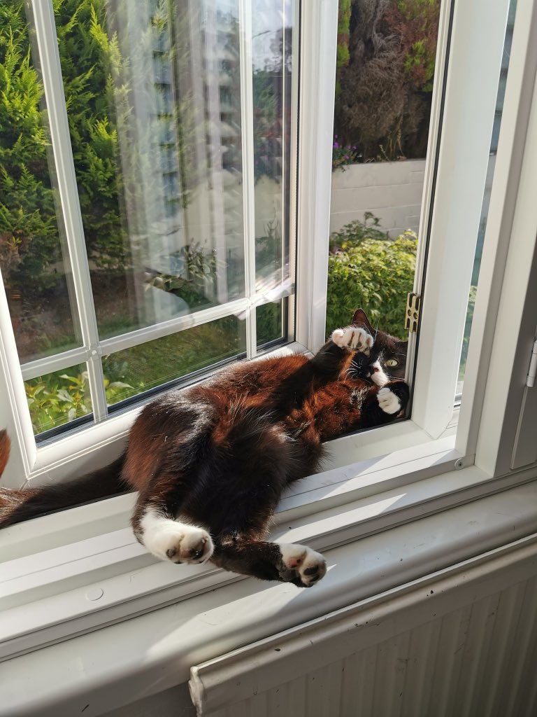 SarahjevsEvans's tweet image. When Barry sunbathed in the window that time