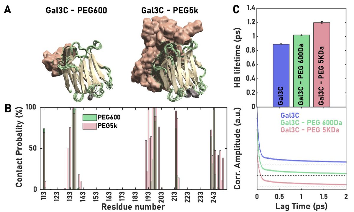 MatthewEddyLab's tweet image. Exciting new collaboration with Prof. Carlos Baiz and his team @UTChemistry, using NMR, 2DIR & MD simulations to investigate solvent reorganization in protein-polymer conjugates. #NMR #NMRchat Preprint out now in ChemRxiv: chemrxiv.org/engage/chemrxi…