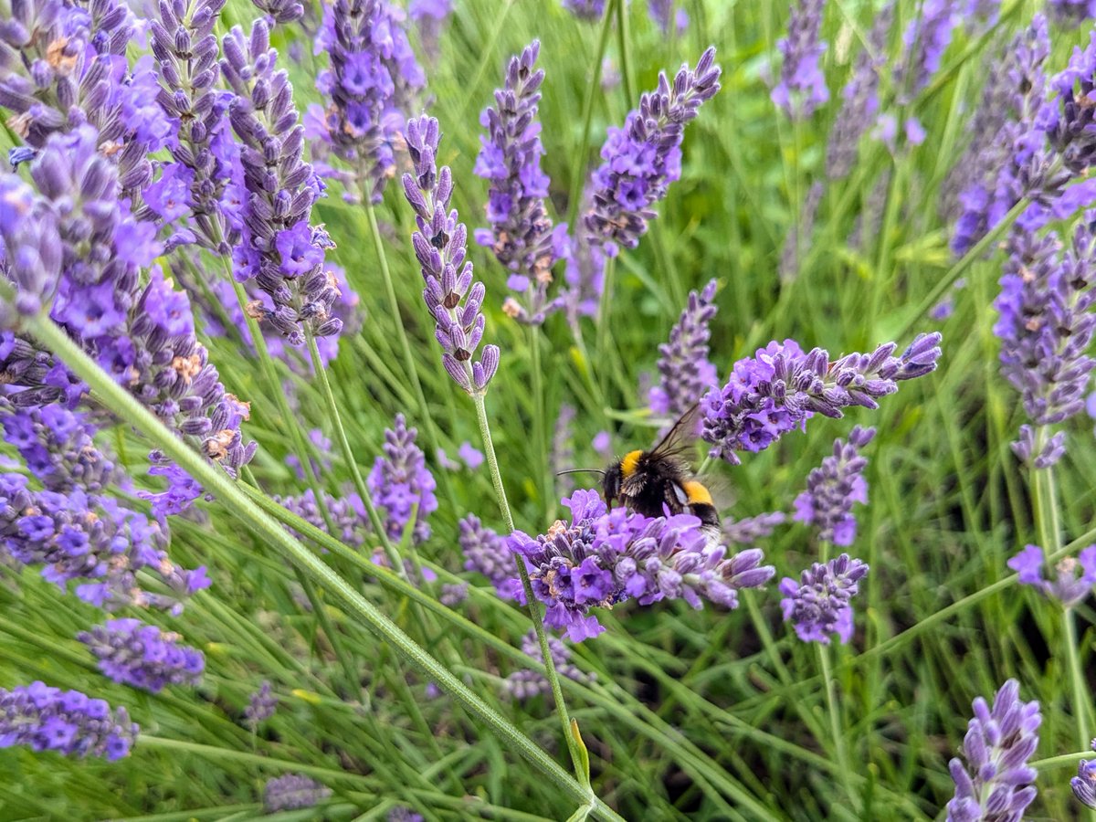 The history of lavender growing
driedlavender.co.uk/history-of-lav…