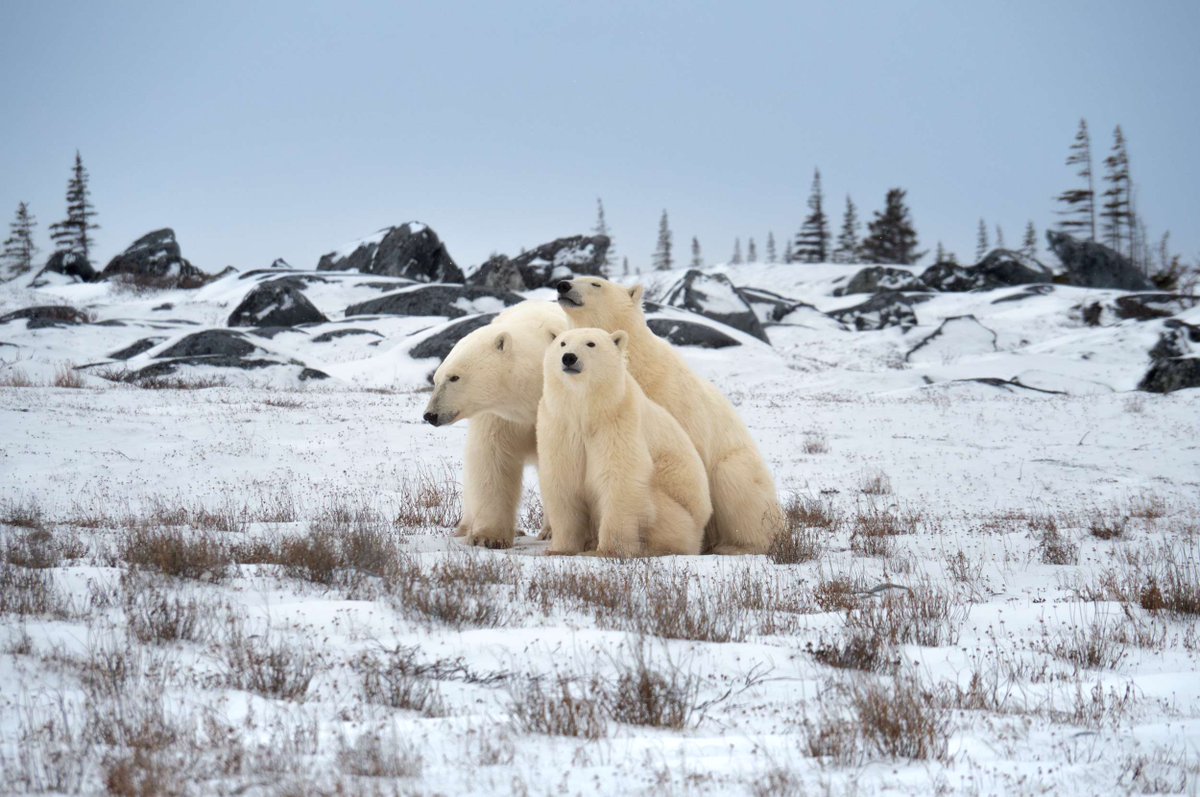 Journée internationale des femmes (8 mars)! À POLAIRE on sait que les femmes sont au premier plan de la recherche arctique et de l'action climatique. 61 % de notre personnel est féminin: nous comblons l'écart entre les sexes et donnons le pouvoir de changement.📷 Arina Nikolaeva
