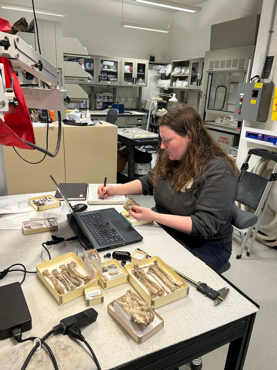 John Day Fossil Beds (@jdfossilbedsnps) on Twitter photo We've been hosting a visiting researcher this week! Dr. Anne Kort from the University of Michigan has been studying a nearly complete fossil dog skeleton we've had in collections since the early 1990s. Dr. Kort is a former intern, and we're glad to have her back. #FossilFriday We've been hosting a visiting researcher this week! Dr. Anne Kort from the University of Michigan has been studying a nearly complete fossil dog skeleton we've had in collections since the early 1990s. Dr. Kort is a former intern, and we're glad to have her back. #FossilFriday