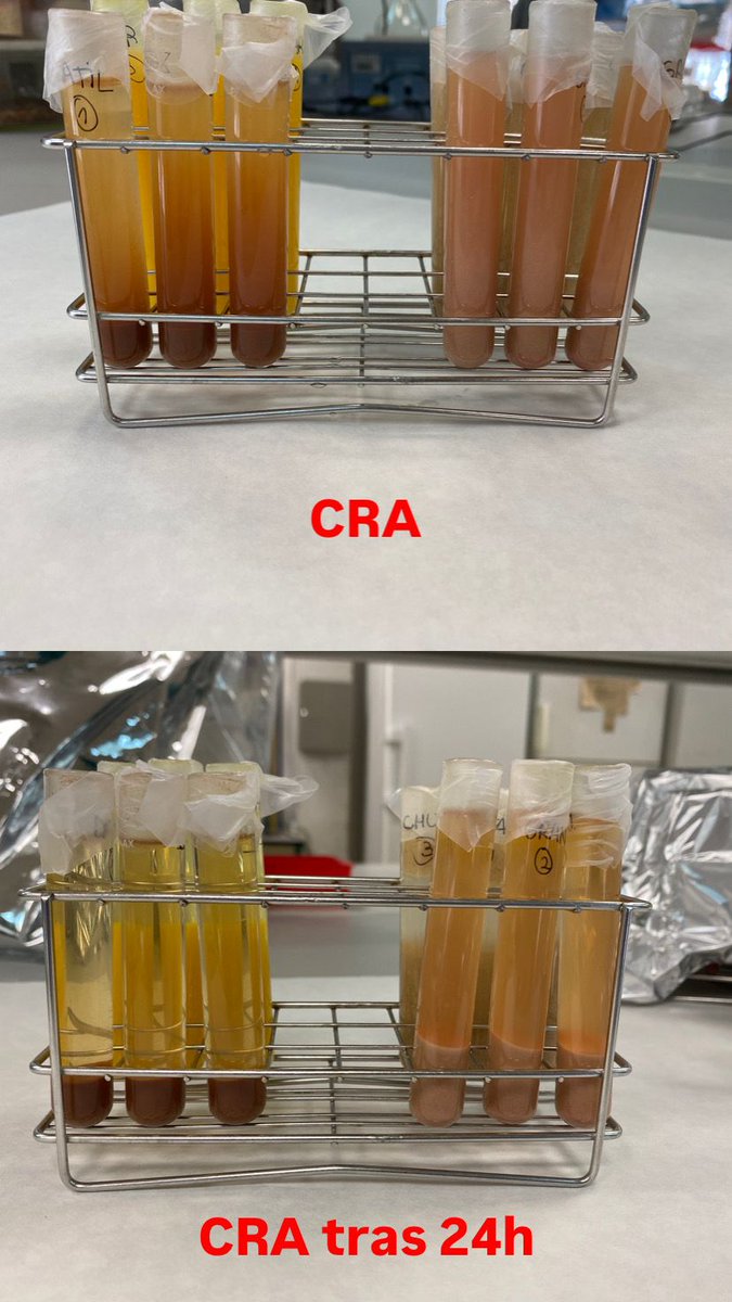 Primeros trabajos del grupo #IPOA del proyecto CIAICO GVA FEGASCA   dentro del Instituto #CIAGRO