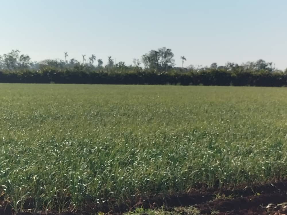 DrRobertoMOjeda's tweet photo. Las huellas en la agricultura del último huracán que pasó por #Artemisa van desapareciendo. Sus tierras muestran cuánto se ha hecho para recuperar niveles productivos con el trabajo duro y el empleo de la ciencia. Así lo constatamos en los municipios visitados. #GenteQueSuma https://t.co/IEoz15zLi3