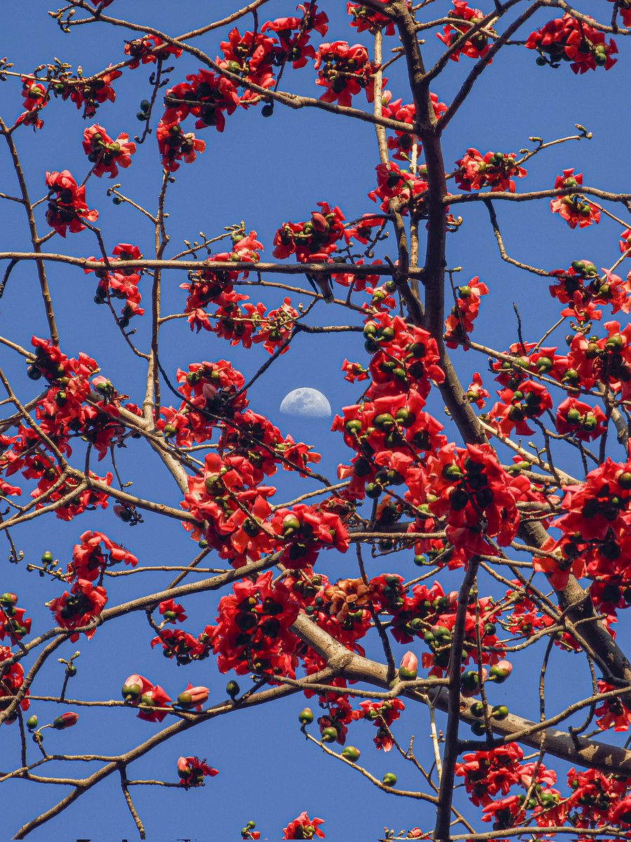 Alexandre Dumbass tweet media