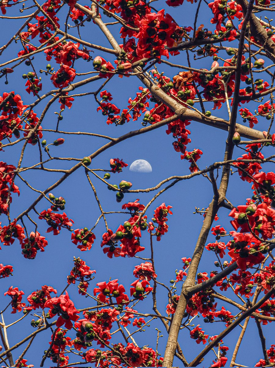 Alexandre Dumbass tweet media