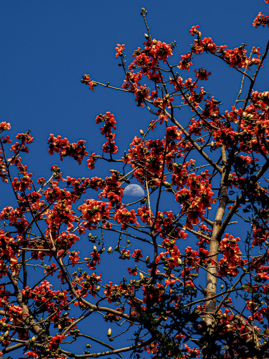 Alexandre Dumbass tweet media