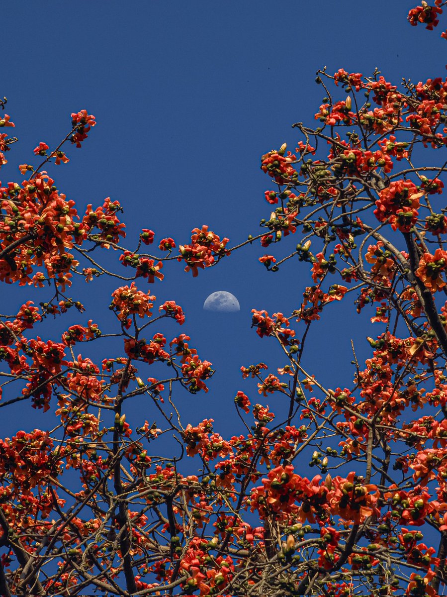 Alexandre Dumbass tweet media