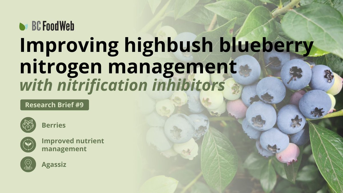 🫐 A recent study in BC found that nitrification inhibitors can slow the conversion of ammonium (preferred form of nitrogen for blueberries) to nitrate but effects on yield and soil nitrogen varied from year to year.

🌱 Read the full summary: bcfoodweb.ca/briefs/improvi…