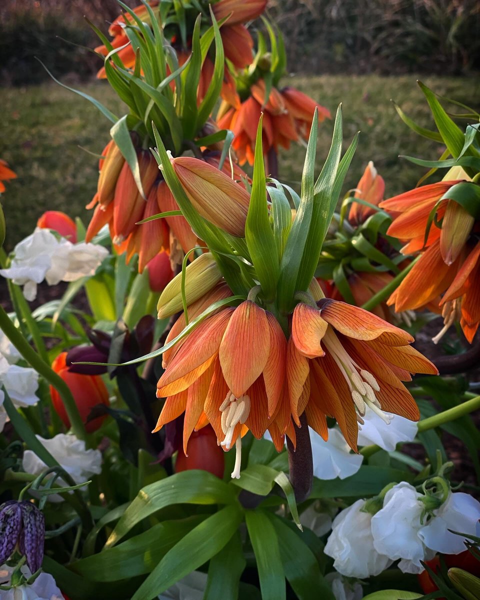 Happy #FlowerFriday! This week’s #VCArrangement features fritillaria, tulip, sweet pea, hellebore, and anemone.

📷: Ami Wilber, floral and event décor designer