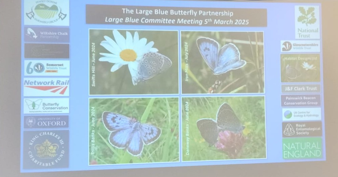 Royal Entomological Society (@royentsoc) on Twitter photo RES #conservation team gathered for the Large Blue Butterfly Committee to discuss our work with the endangered #LargeBlue
More on #ConservationScience 🔽
royensoc.co.uk/about-us/conse…
Stay tuned for exciting updates #BigGive
<a href="/nationaltrust/">National Trust</a> <a href="/NaturalEngland/">Natural England</a> <a href="/KingsTrust/">The King's Trust</a> <a href="/gloswildlife/">@Gloucestershire Wildlife Trust</a> RES #conservation team gathered for the Large Blue Butterfly Committee to discuss our work with the endangered #LargeBlue
More on #ConservationScience 🔽
royensoc.co.uk/about-us/conse…
Stay tuned for exciting updates #BigGive
<a href="/nationaltrust/">National Trust</a> <a href="/NaturalEngland/">Natural England</a> <a href="/KingsTrust/">The King's Trust</a> <a href="/gloswildlife/">@Gloucestershire Wildlife Trust</a>