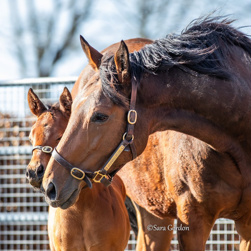 TDN (@thetdn) on Twitter photo #FoalFriday Group 1 winner JANNAH ROSE (Frankel) with her first foal, a filly by Dubawi 🌹
Born Feb. 15 at Meadow Court Stud 🇮🇪
📍 <a href="/alshiraaracing/">Al Shira’aa Racing Ltd</a> #FoalFriday Group 1 winner JANNAH ROSE (Frankel) with her first foal, a filly by Dubawi 🌹
Born Feb. 15 at Meadow Court Stud 🇮🇪
📍 <a href="/alshiraaracing/">Al Shira’aa Racing Ltd</a>
