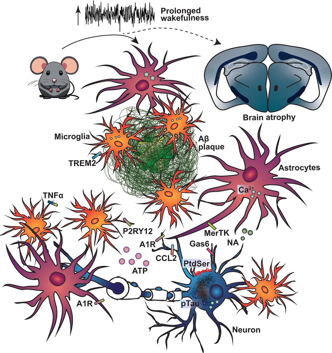 The night’s watch: Exploring how sleep protects against neurodegeneration: <a href="/NeuroCellPress/">Neuron</a>  cell.com/neuron/fulltex…