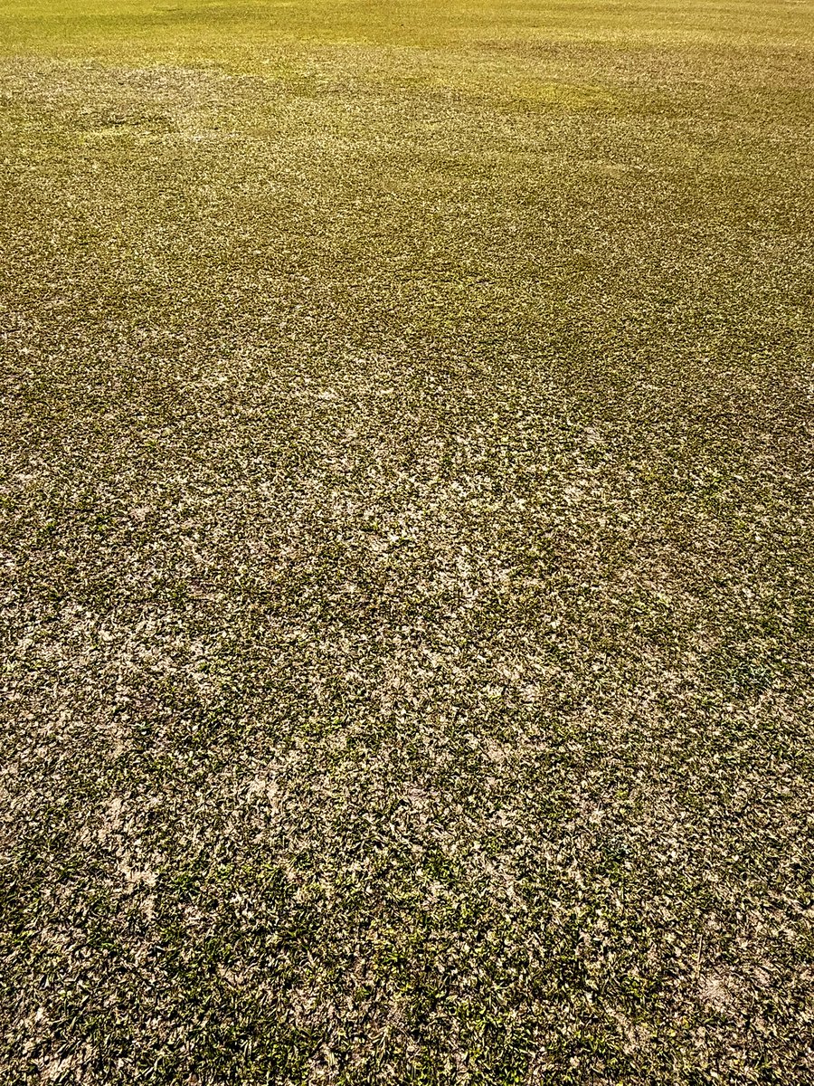 GreauxGrass's tweet image. In case you were wondering what a bahiagrass putting green would look like.