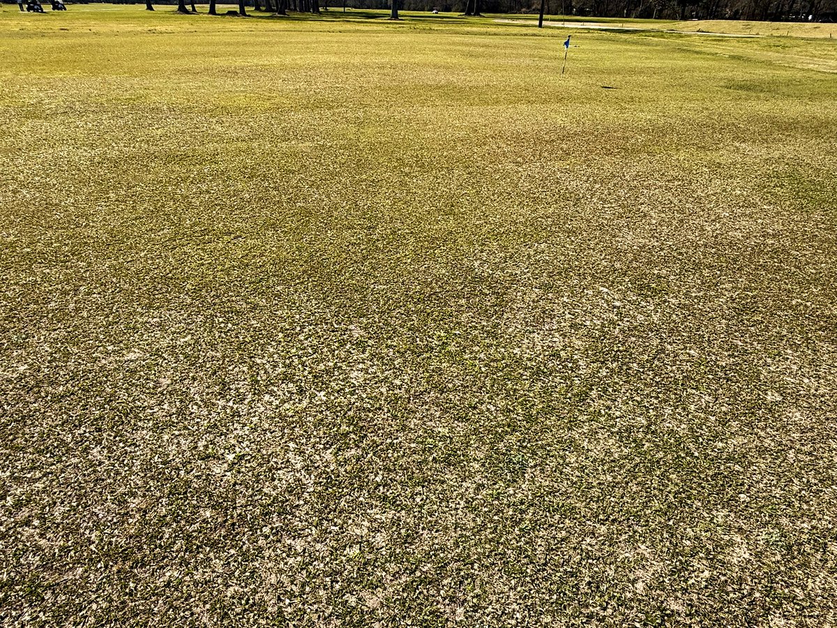 GreauxGrass's tweet image. In case you were wondering what a bahiagrass putting green would look like.