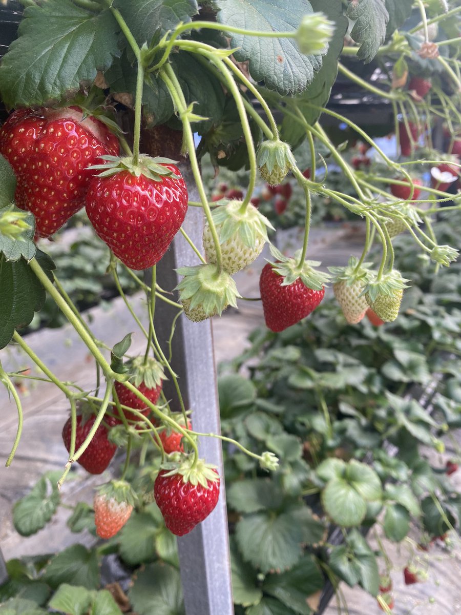 y_rin5dayo's tweet photo. いちご狩り🍓🐝♡ https://t.co/ufswkJ4sUp