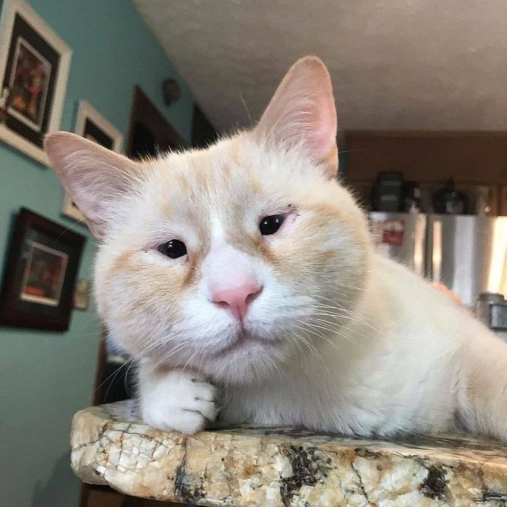 ShouldHaveCat's tweet image. WHERE ARE HIS GLASSES AWWWW