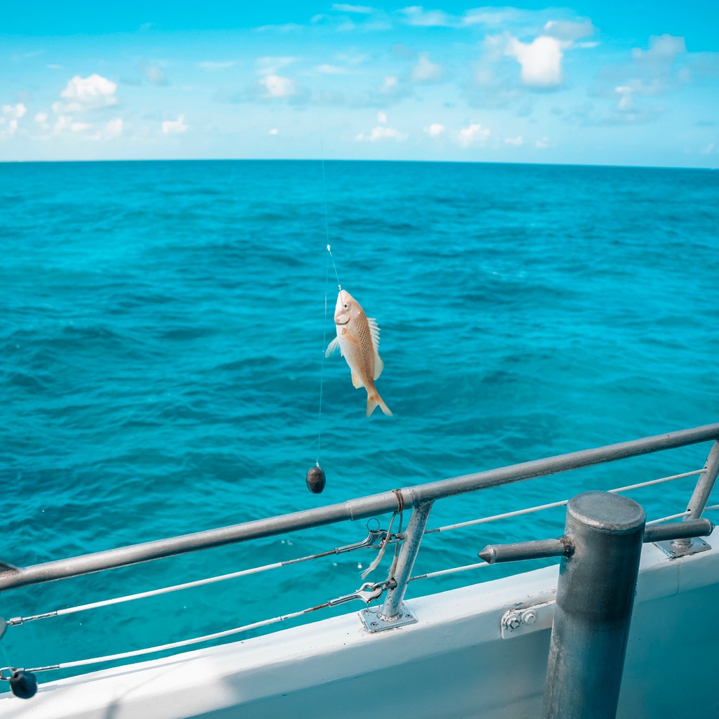 CaptMichaelFish's tweet photo. You can’t beat the thrill of reeling in a catch on these crystal-clear waters! 🌊🐟 Hop aboard for a fishing trip that’s equal parts fun and relaxation 🎣✨

#boat #charter #partyboat #travel #florida #fishing #sea #fish #floridakeys #islamorada https://t.co/GcvTAILt6f
