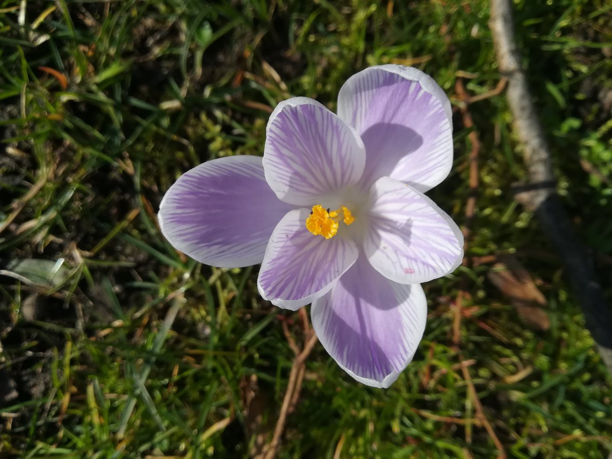 WaldPuffel tweet media
