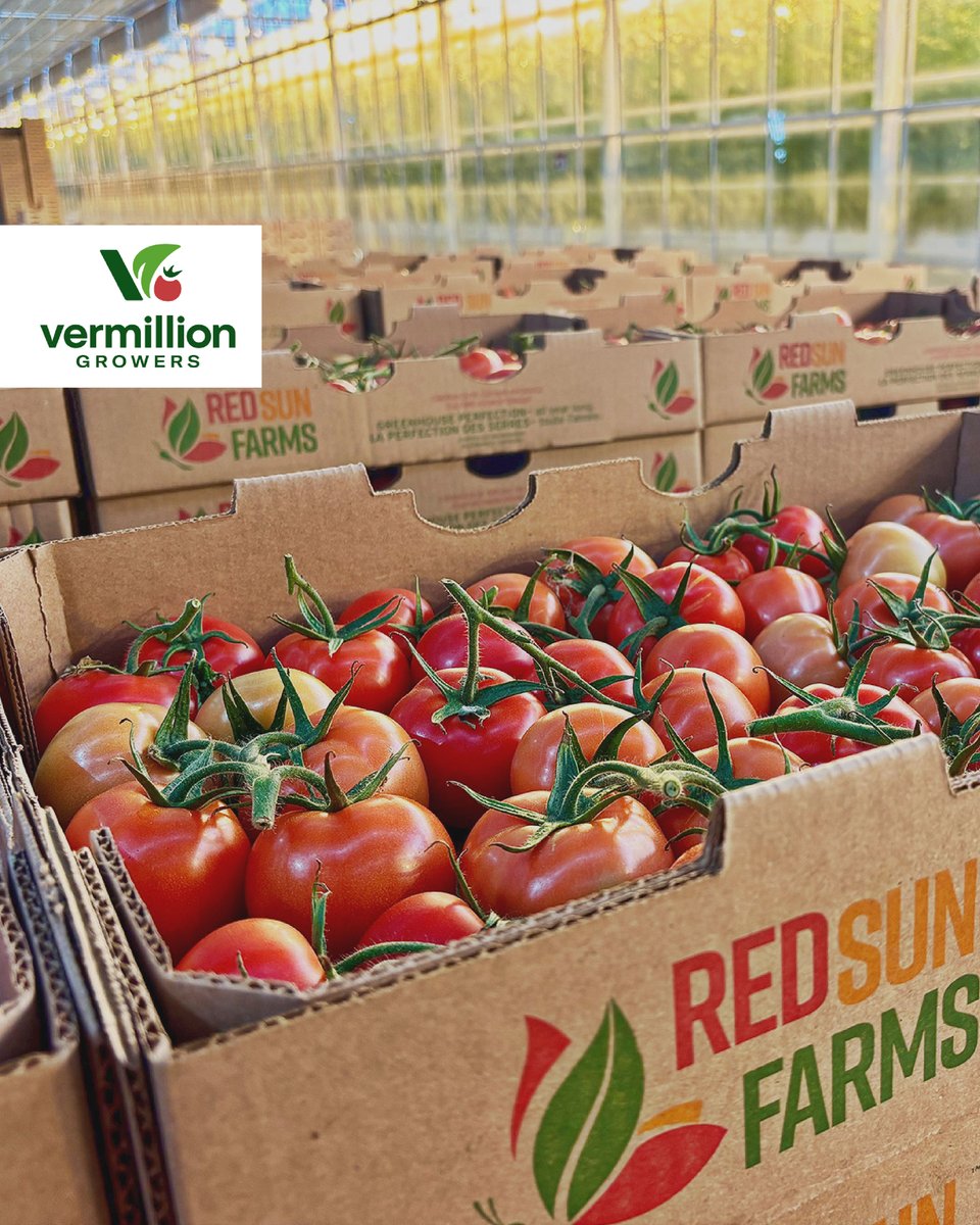 The sum of many small but incredibly valuable efforts, has resulted in these high-quality trusses of tomatoes.