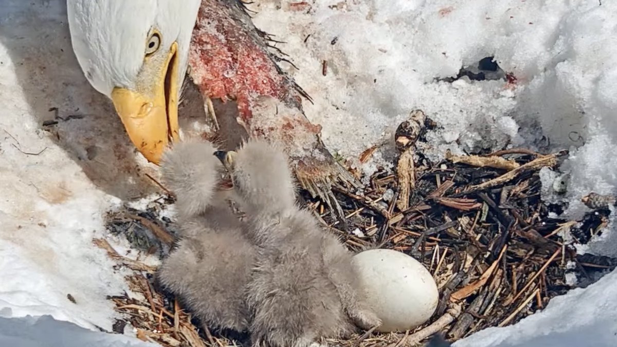 Jackie and Shadow are parents 🦅🦅 again!
Two chicks are out and the third working at it 🐣

Live nest camera: friendsofbigbearvalley.org/eagles/

#bigbearbaldeagles