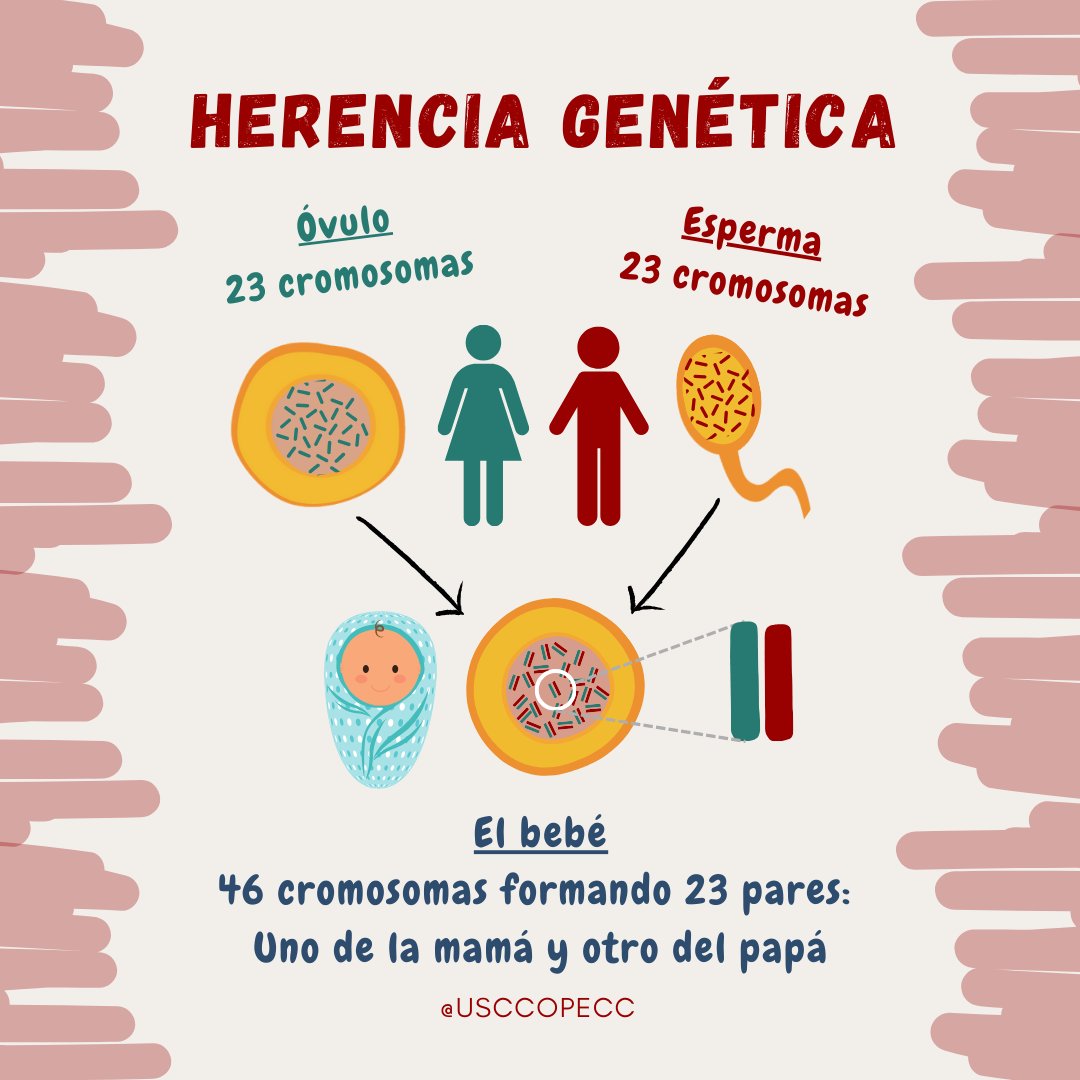 Humans have 46 chromosomes: 23 come from mom and 23 come from dad. 
#geneticinheritance #heredity  #genetics #cancerdisparities #healthequity #cancerresearch #HispanicHealth #patientengagement #researchunit #nci #pecgs #moonshotinititative #genes #geneticmutations #cancer