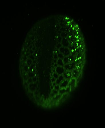 Triple whammy for this #fluorescencefriday: neurons, slime molds, pollen grains. #Microscopy work never gets old! When science is healthy, beauty and utility come together seamlessly.